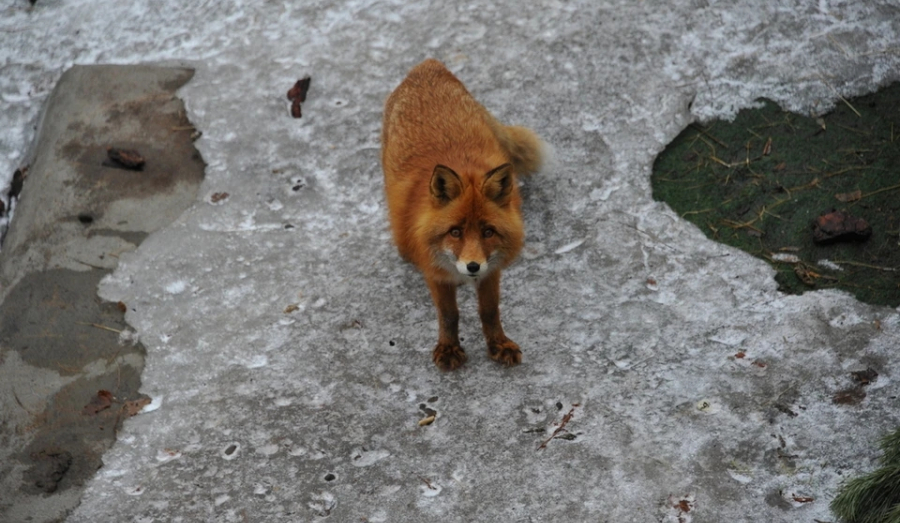 Лиса принесла бешенство в новосибирское село