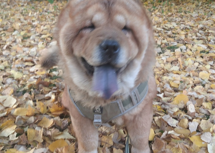 Потерялся чау чау зовут Граф