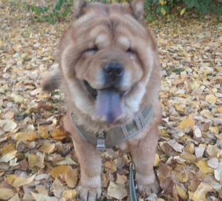 Потерялся чау чау зовут Граф