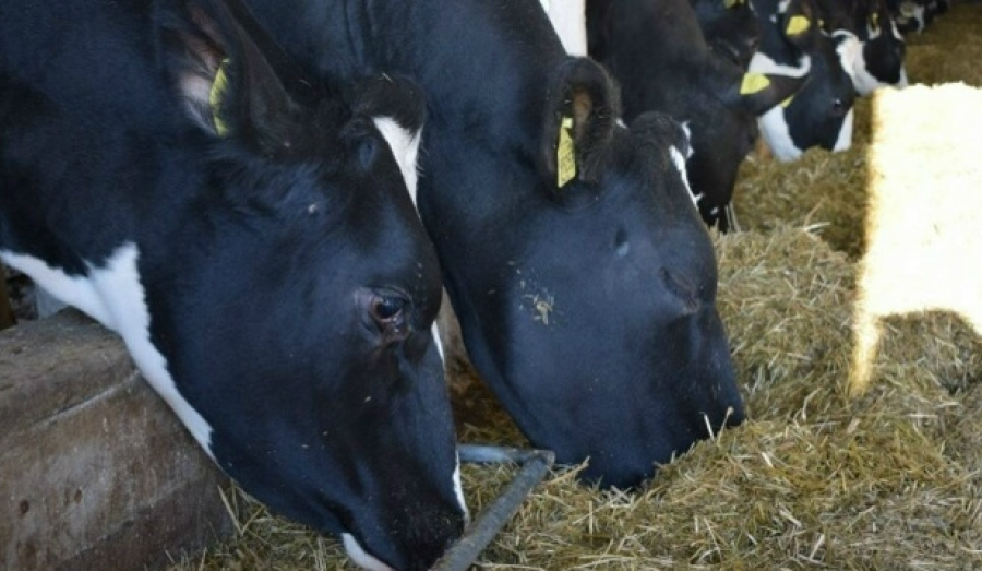 Поголовье скота в Новосибирской области сократилось на 10% за год