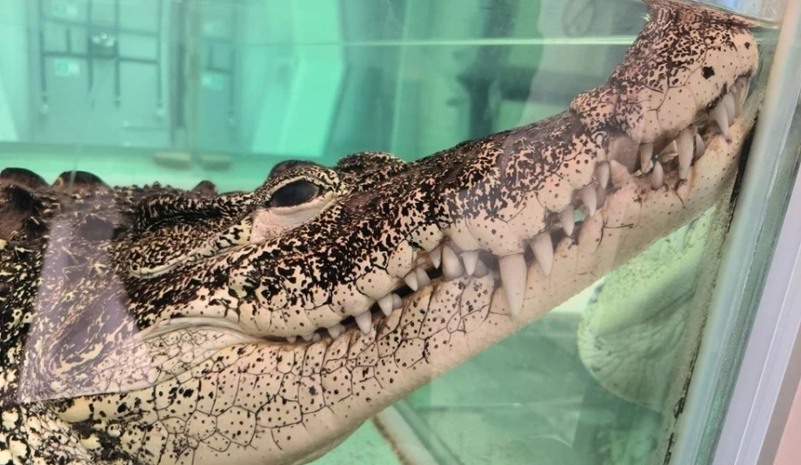 Крокодила Кузю выселят из строительного магазина в Новосибирске