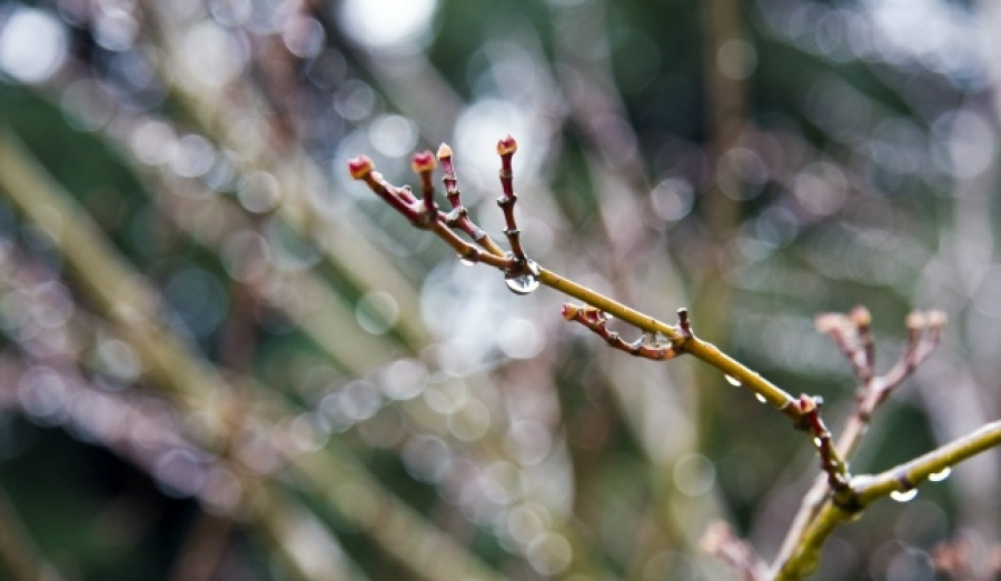В Новосибирскую область к выходным вернется теплая погода