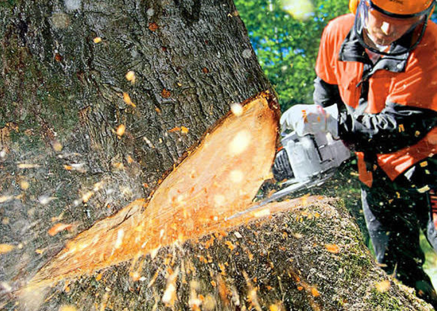 Снос и обрезка деревьев