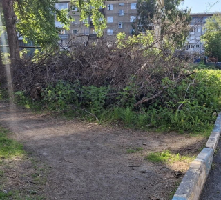 Не убирают спиленные деревья в течение года