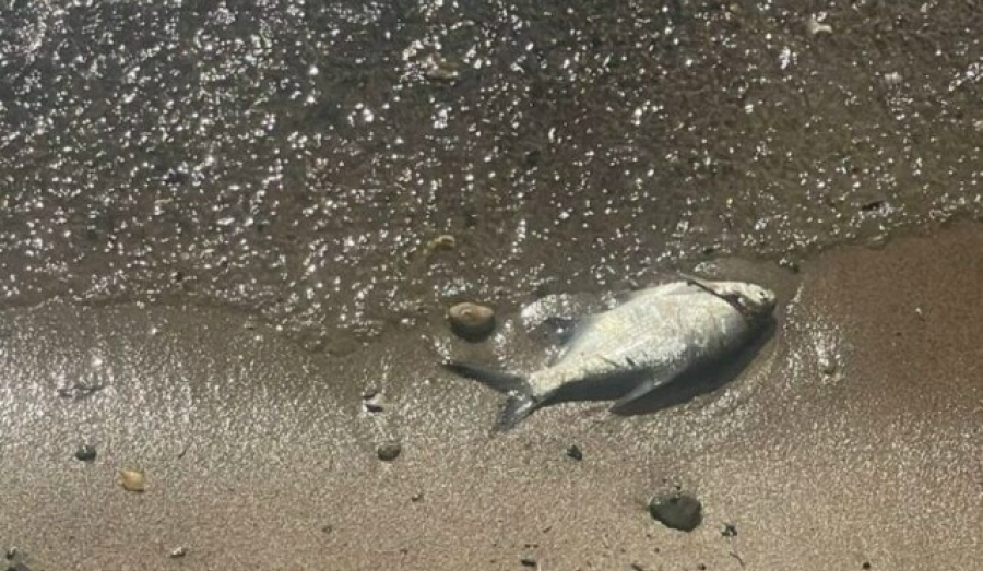 Горы дохлой рыбы на Обском водохранилище