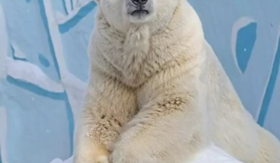 Белый медведь Кай празднует совершеннолетие в Новосибирске