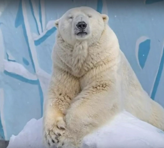 Белый медведь Кай празднует совершеннолетие в Новосибирске