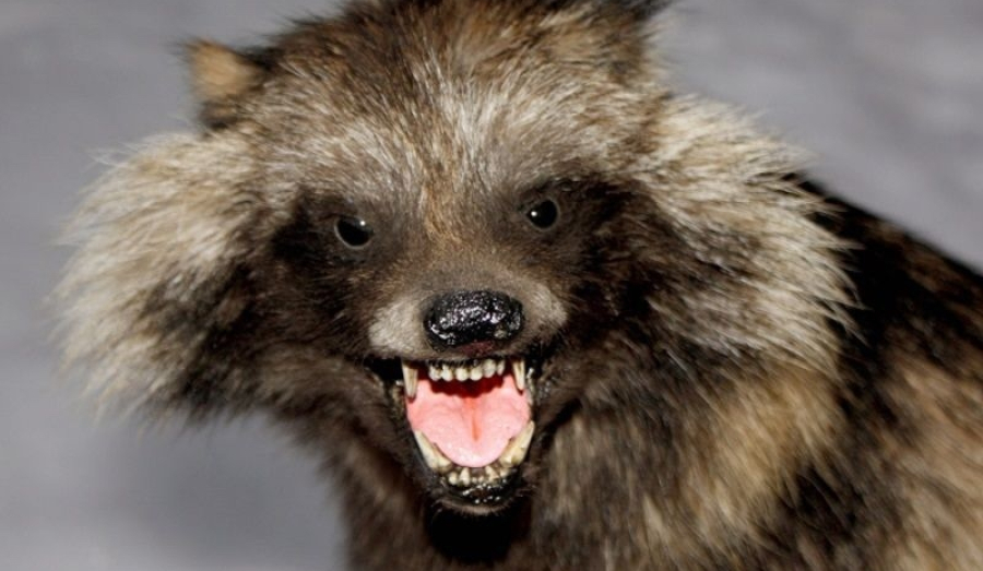 В деревне Верх-Чик в Новосибирской области в одном из подсобных хозяйств выявили очаг бешенства