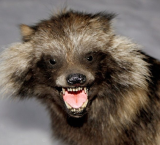 В деревне Верх-Чик в Новосибирской области в одном из подсобных хозяйств выявили очаг бешенства