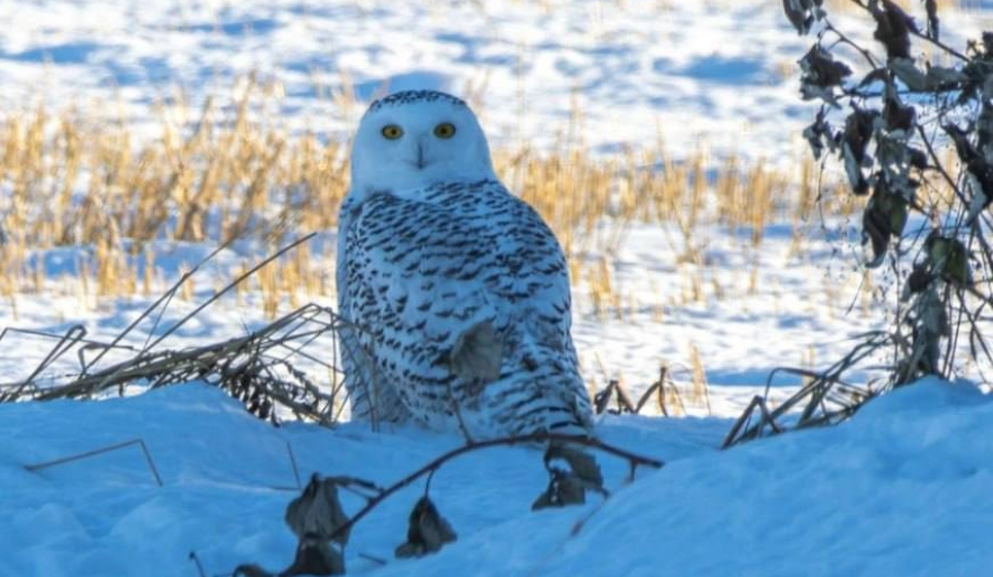 Под Новосибирском заметили полярную сову