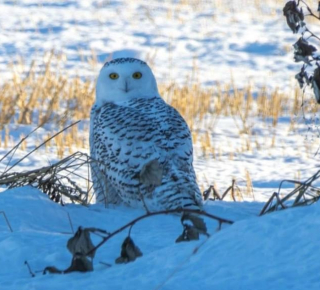 Под Новосибирском заметили полярную сову