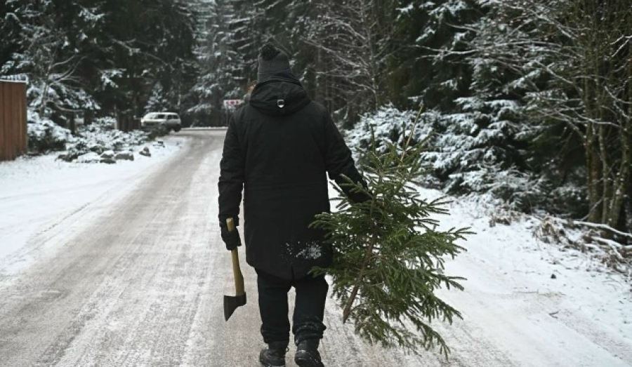 Срубили елку? Штраф до 300 тысяч!