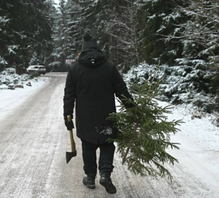 Срубили елку? Штраф до 300 тысяч!