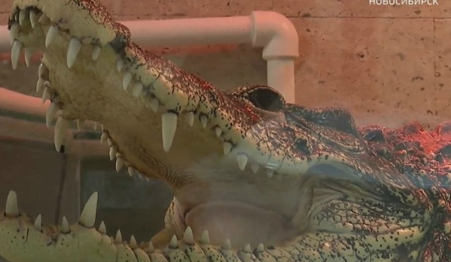 Новый дом для крокодила Кузи ищут в Новосибирске