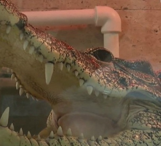 Новый дом для крокодила Кузи ищут в Новосибирске