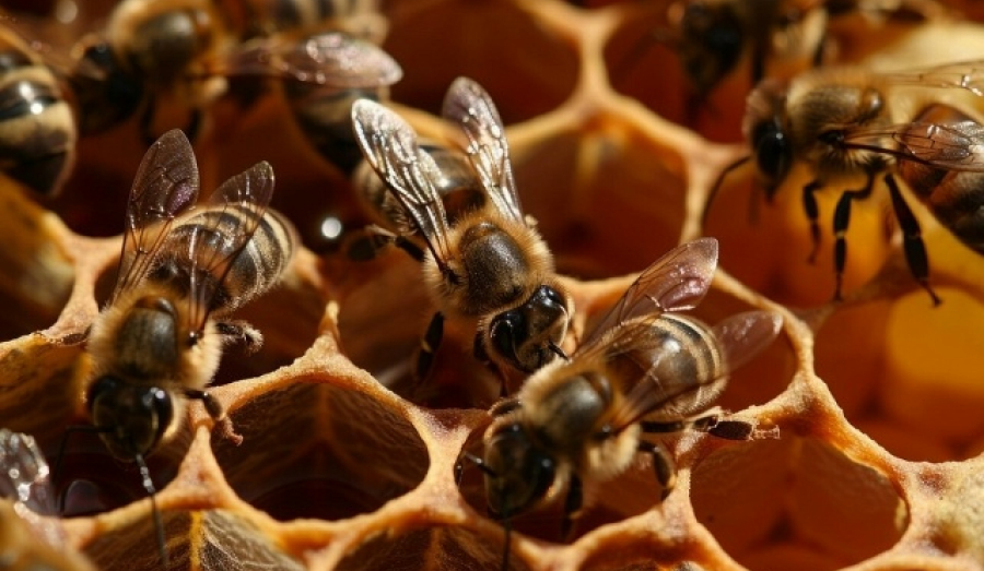 Поддельный мёд заполонил магазины Новосибирской области: как отличить фальсификат?