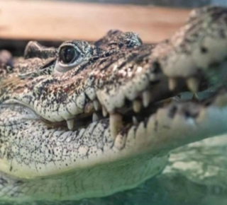 Крокодил Кузя из Новосибирска: Путешествие на Кубу ради сохранения вида