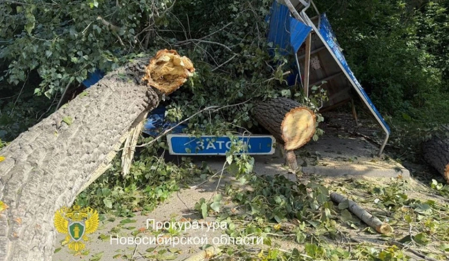 Новосибирский суд обязал администрацию выплатить компенсацию за падение дерева