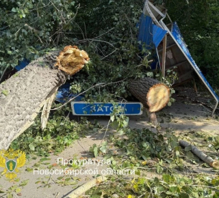 Новосибирский суд обязал администрацию выплатить компенсацию за падение дерева